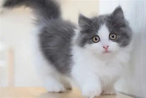 拿破仑矮脚猫：长毛短腿，饲养与健康注意  2026养猫指南