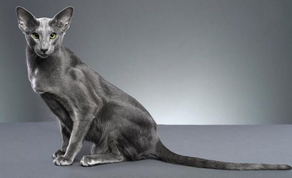 东方短毛猫：苗条粘人、活泼好动的猫咪详解