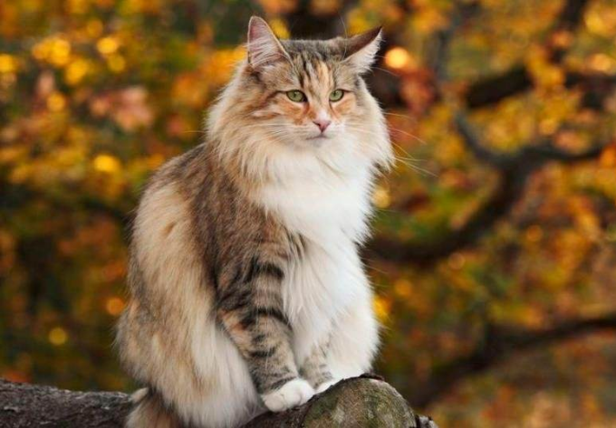 挪威森林猫：长毛耐寒、性格独立的北欧猫咪