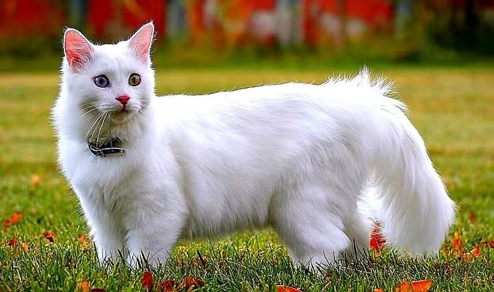 土耳其梵猫：喜欢玩水、性格独特的猫咪