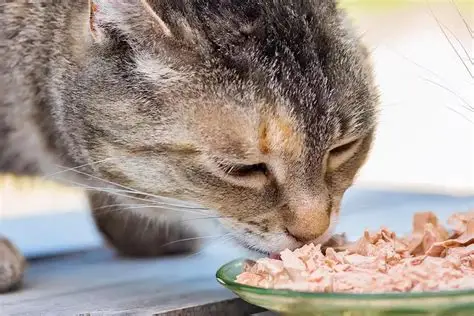 猫咪主食怎么选：干粮、湿粮、生骨肉、冻干，一篇说清核心逻辑