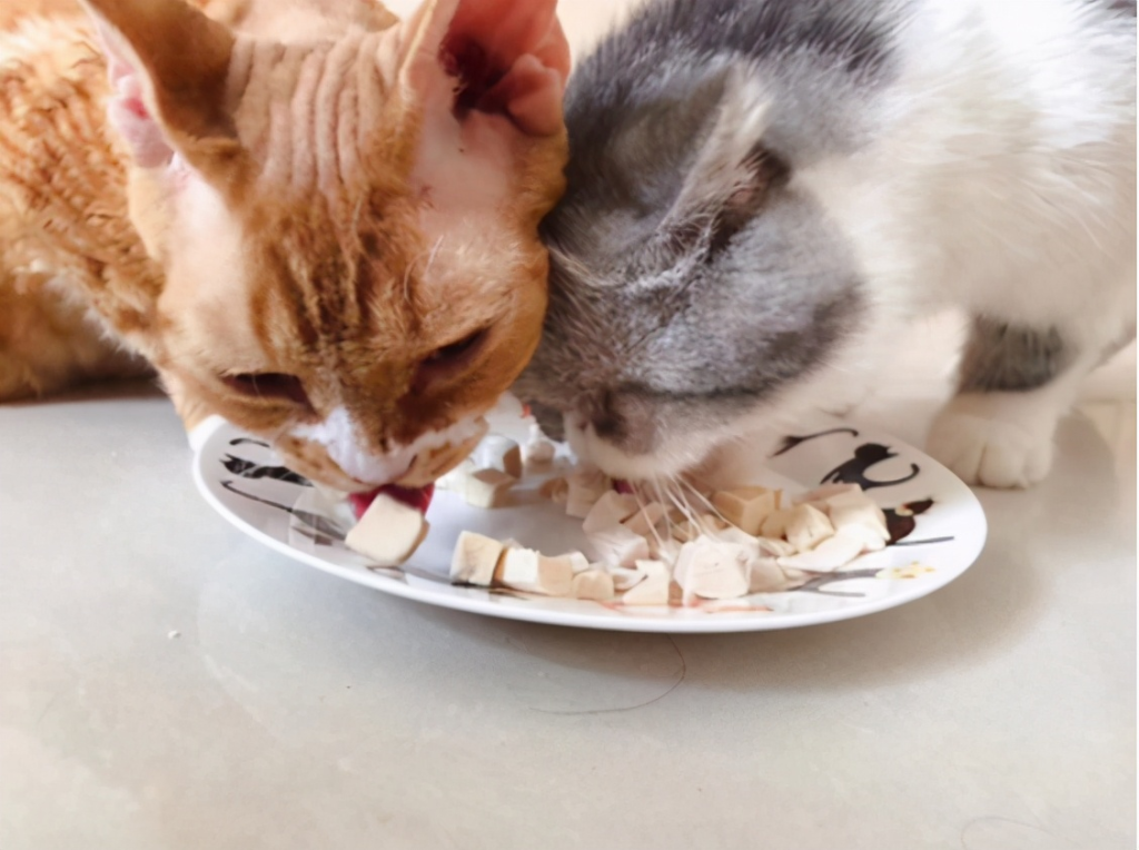 猫咪冻干怎么喂：当主食、零食、补水方法