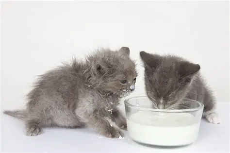 猫咪羊奶粉：幼猫、老年猫、病猫喂养指南