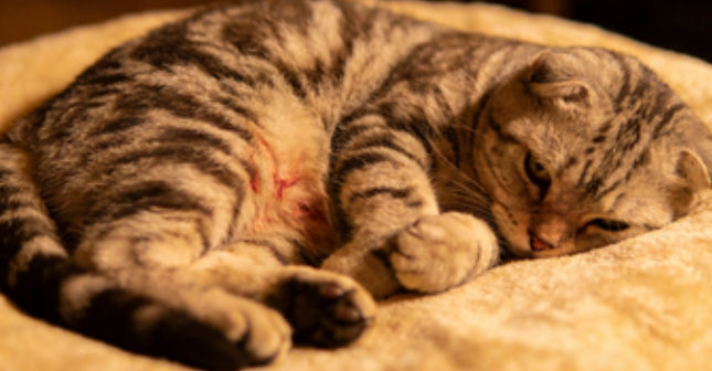 猫咪品种会影响健康吗？常见遗传疾病大盘点