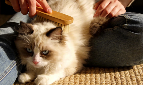 从布偶到暹罗：猫咪品种的养护要点全解析