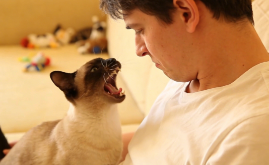 揭秘不同猫咪品种的性格与行为差异