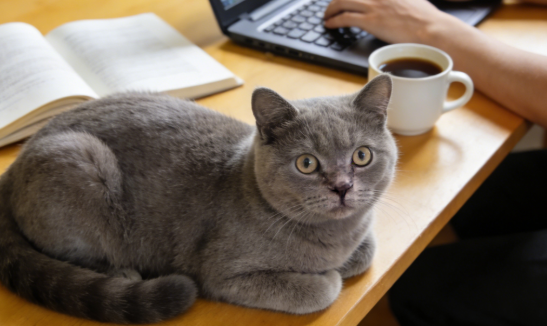 不同品种猫咪的性格与饲养难度全解析
