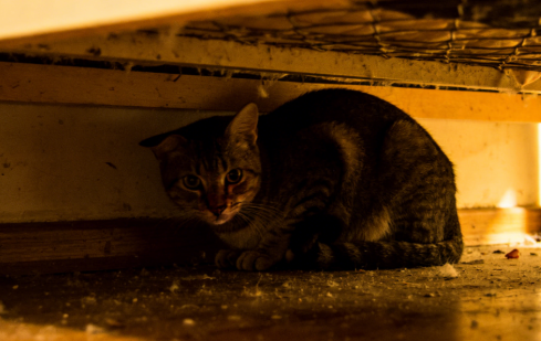 资深猫奴分享：一眼识别猫咪健康状态