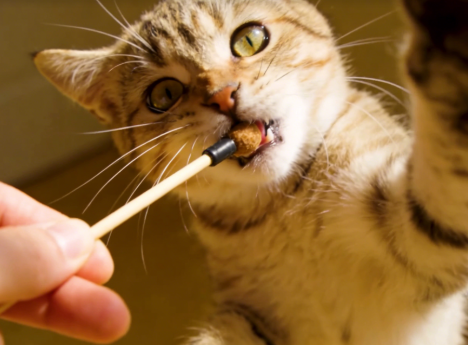 如何挑选一只健康又亲人的猫咪