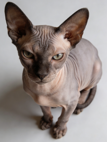 猫咪品种冷知识：这些稀有猫种你可能从未听说过