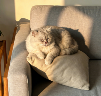 如何根据家庭环境选择最适合你的猫咪品种