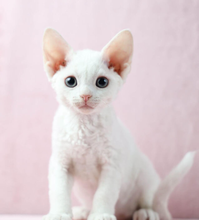 柯尼斯卷毛猫：不掉毛、怕冷、适合室内饲养