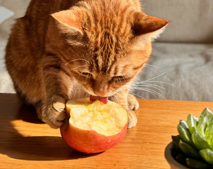 猫咪吃水果安全指南：能吃的放心喂，禁食的碰都别碰！2026年最新指南